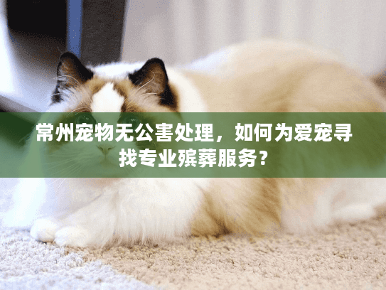 常州宠物无公害处理，如何为爱宠寻找专业殡葬服务？