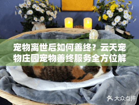 宠物离世后如何善终？云天宠物庄园宠物善终服务全方位解答