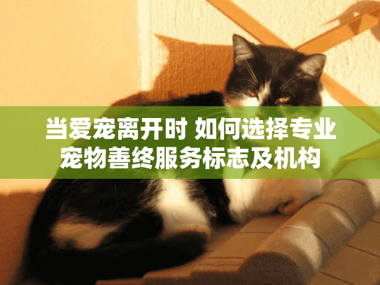 当爱宠离开时 如何选择专业宠物善终服务标志及机构