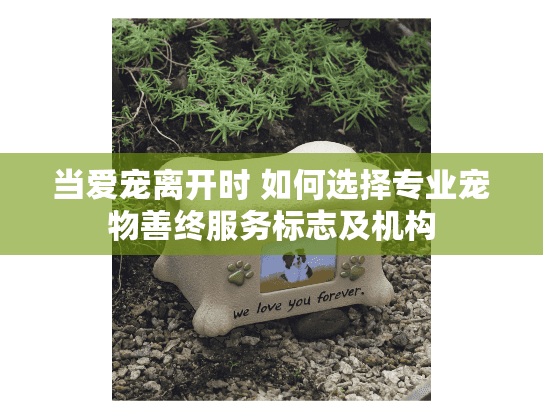 当爱宠离开时 如何选择专业宠物善终服务标志及机构