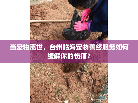 当宠物离世，台州临海宠物善终服务如何缓解你的伤痛？