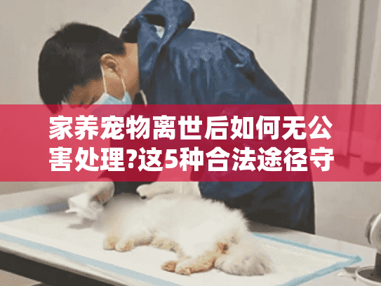 家养宠物离世后如何无公害处理?这5种合法途径守护城市生态