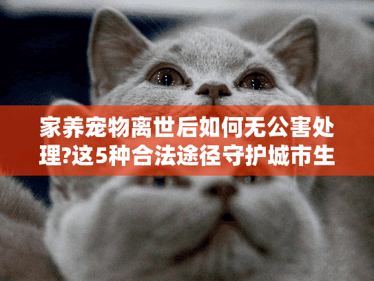 家养宠物离世后如何无公害处理?这5种合法途径守护城市生态