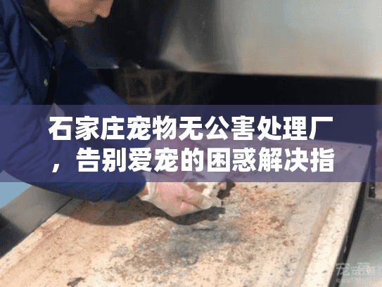 石家庄宠物无公害处理厂，告别爱宠的困惑解决指南