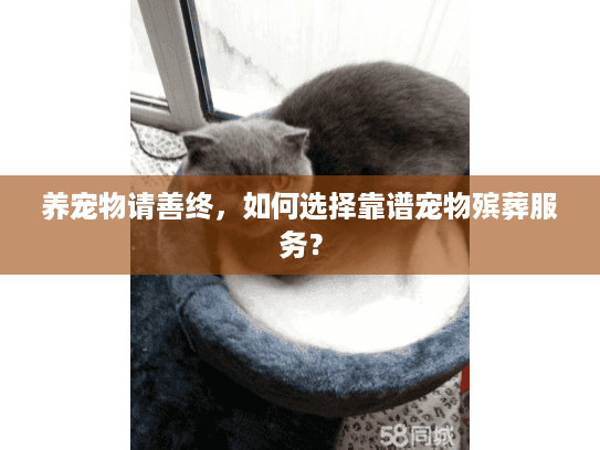 养宠物请善终，如何选择靠谱宠物殡葬服务？