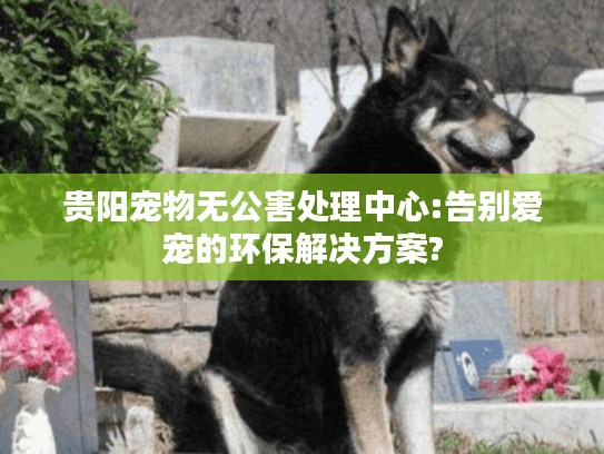 贵阳宠物无公害处理中心:告别爱宠的环保解决方案?