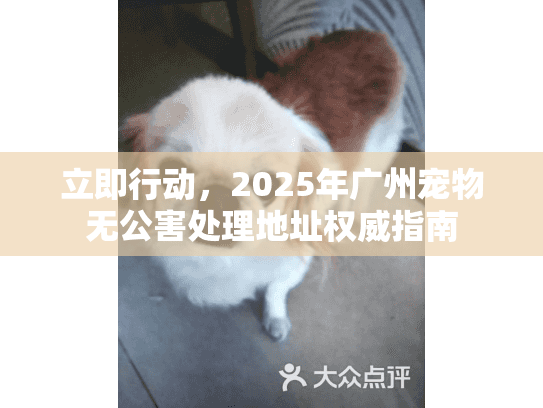 立即行动，2025年广州宠物无公害处理地址权威指南