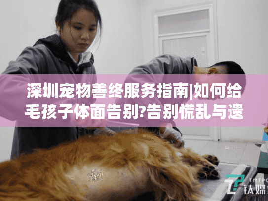 深圳宠物善终服务指南|如何给毛孩子体面告别?告别慌乱与遗憾