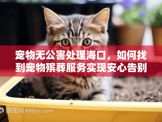 宠物无公害处理海口，如何找到宠物殡葬服务实现安心告别？