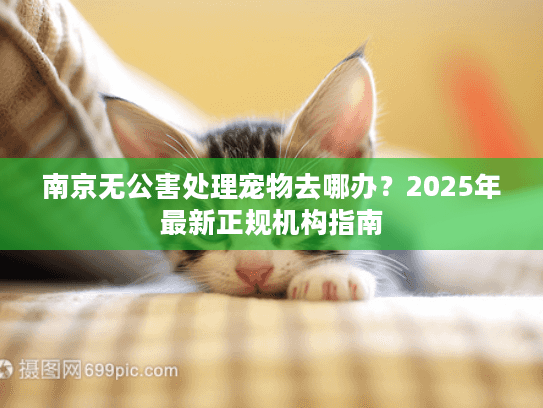 南京无公害处理宠物去哪办？2025年最新正规机构指南