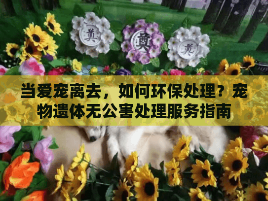 当爱宠离去，如何环保处理？宠物遗体无公害处理服务指南
