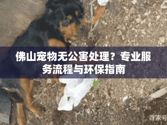 佛山宠物无公害处理？专业服务流程与环保指南