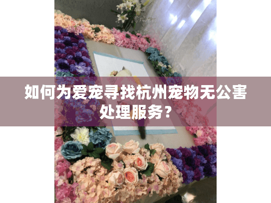 如何为爱宠寻找杭州宠物无公害处理服务？