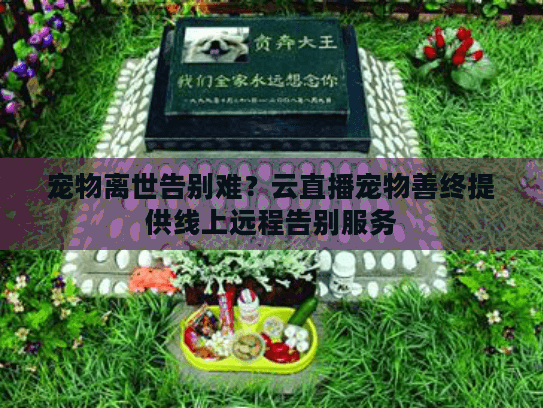 宠物离世告别难？云直播宠物善终提供线上远程告别服务