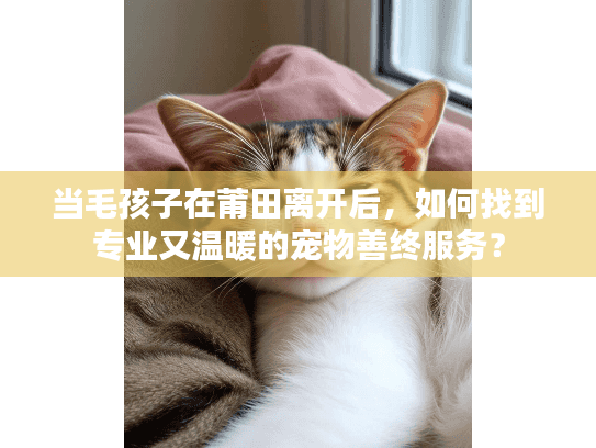当毛孩子在莆田离开后，如何找到专业又温暖的宠物善终服务？