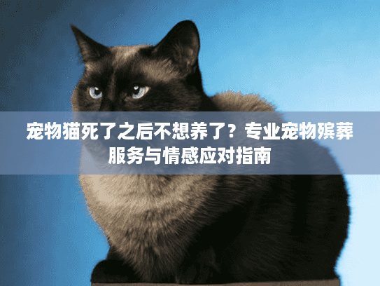 宠物猫死了之后不想养了？专业宠物殡葬服务与情感应对指南