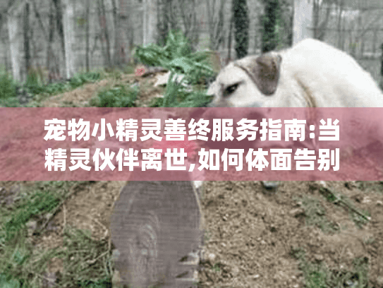 宠物小精灵善终服务指南:当精灵伙伴离世,如何体面告别?