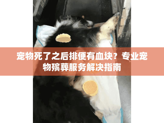 宠物死了之后排便有血块？专业宠物殡葬服务解决指南