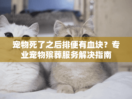 宠物死了之后排便有血块？专业宠物殡葬服务解决指南