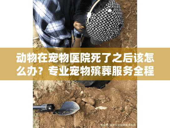 动物在宠物医院死了之后该怎么办？专业宠物殡葬服务全程指南