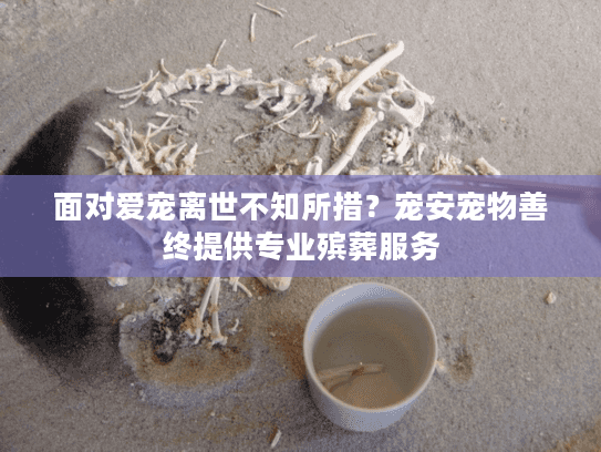 面对爱宠离世不知所措？宠安宠物善终提供专业殡葬服务