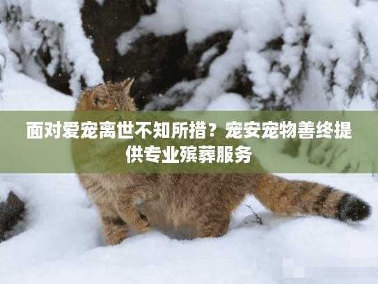 面对爱宠离世不知所措？宠安宠物善终提供专业殡葬服务