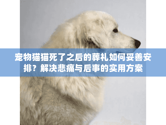 宠物猫猫死了之后的葬礼如何妥善安排？解决悲痛与后事的实用方案