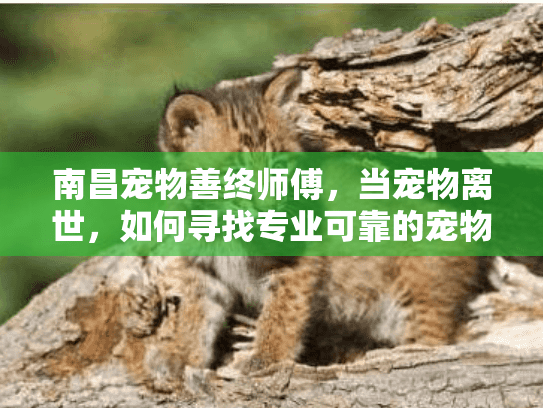 南昌宠物善终师傅，当宠物离世，如何寻找专业可靠的宠物殡葬服务？