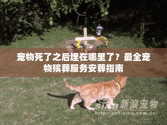 宠物死了之后埋在哪里了？最全宠物殡葬服务安葬指南