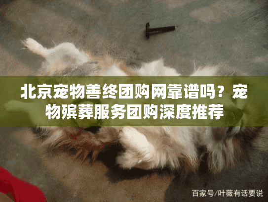 北京宠物善终团购网靠谱吗？宠物殡葬服务团购深度推荐