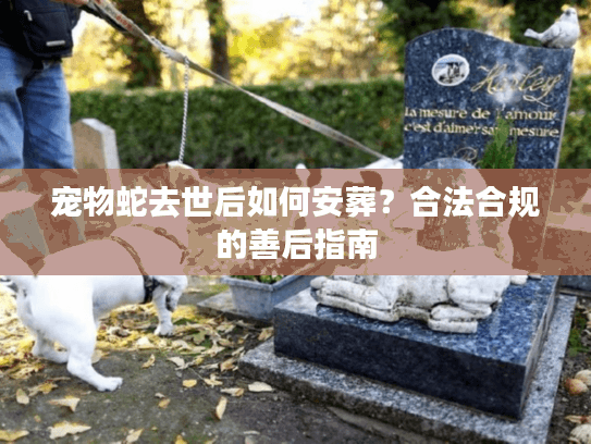 宠物蛇去世后如何安葬？合法合规的善后指南