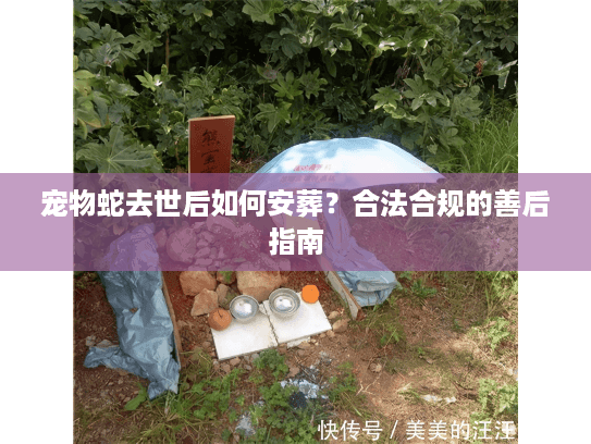 宠物蛇去世后如何安葬？合法合规的善后指南