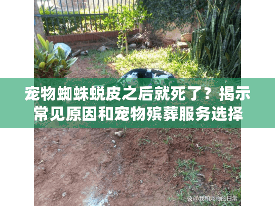 宠物蜘蛛蜕皮之后就死了？揭示常见原因和宠物殡葬服务选择