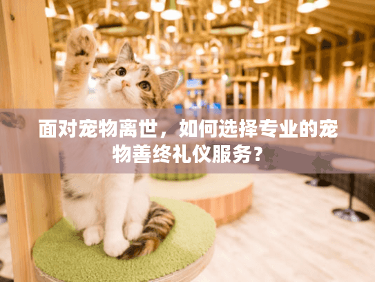 面对宠物离世，如何选择专业的宠物善终礼仪服务？