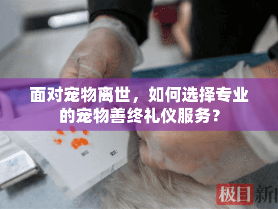 面对宠物离世，如何选择专业的宠物善终礼仪服务？