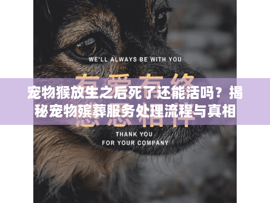 宠物猴放生之后死了还能活吗？揭秘宠物殡葬服务处理流程与真相