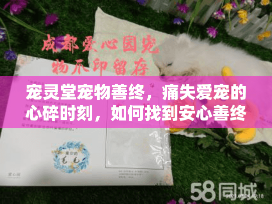 宠灵堂宠物善终，痛失爱宠的心碎时刻，如何找到安心善终服务？