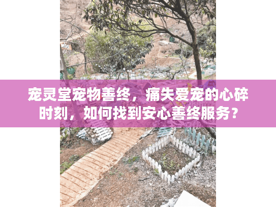 宠灵堂宠物善终，痛失爱宠的心碎时刻，如何找到安心善终服务？