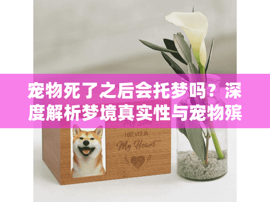 宠物死了之后会托梦吗？深度解析梦境真实性与宠物殡葬服务选择