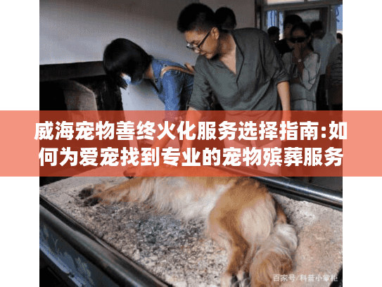 威海宠物善终火化服务选择指南:如何为爱宠找到专业的宠物殡葬服务