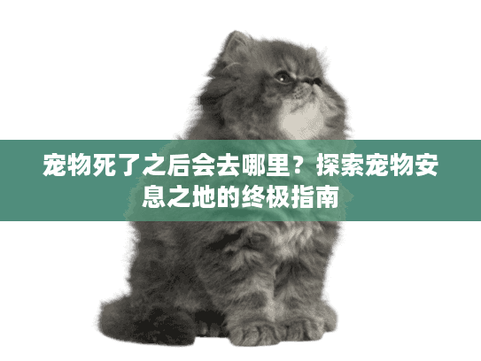 宠物死了之后会去哪里？探索宠物安息之地的终极指南