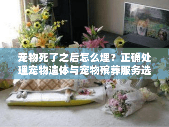 宠物死了之后怎么埋？正确处理宠物遗体与宠物殡葬服务选择指南