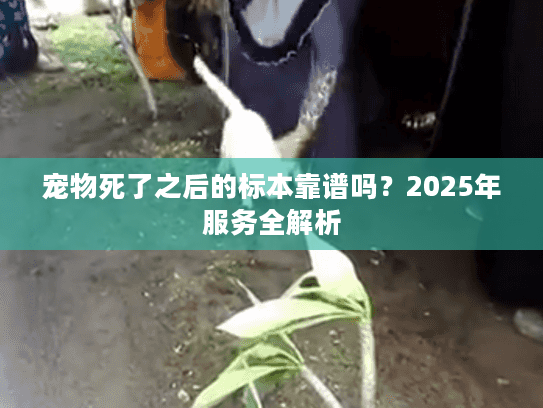宠物死了之后的标本靠谱吗？2025年服务全解析