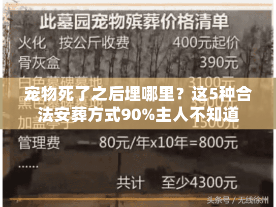 宠物死了之后埋哪里？这5种合法安葬方式90%主人不知道
