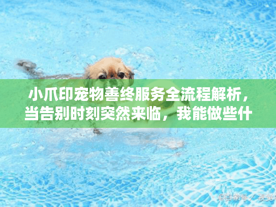 小爪印宠物善终服务全流程解析，当告别时刻突然来临，我能做些什么？