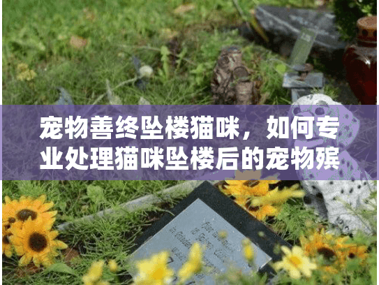 宠物善终坠楼猫咪，如何专业处理猫咪坠楼后的宠物殡葬服务