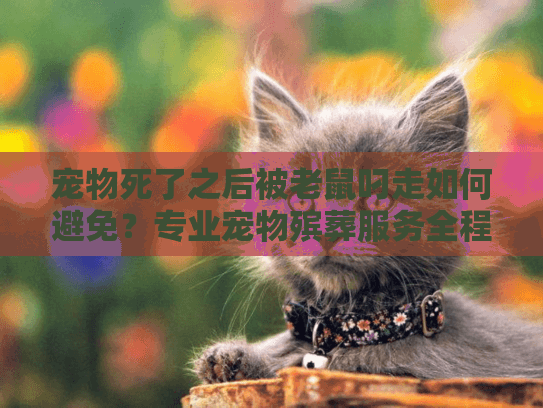 宠物死了之后被老鼠叼走如何避免？专业宠物殡葬服务全程防护指南