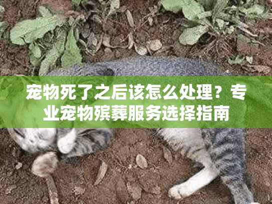 宠物死了之后该怎么处理？专业宠物殡葬服务选择指南