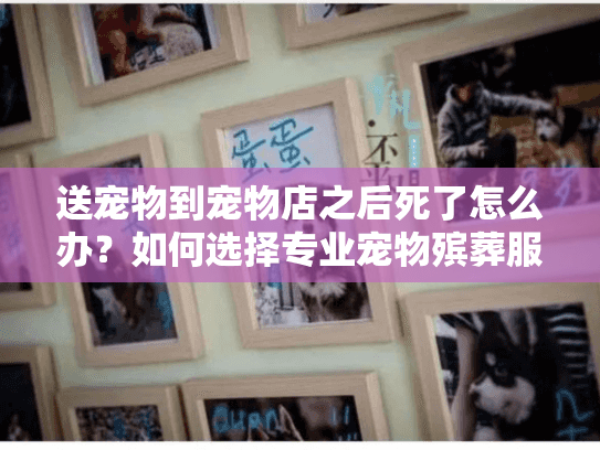 送宠物到宠物店之后死了怎么办？如何选择专业宠物殡葬服务