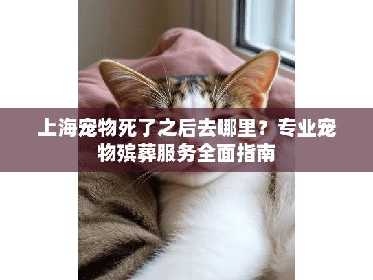 上海宠物死了之后去哪里？专业宠物殡葬服务全面指南